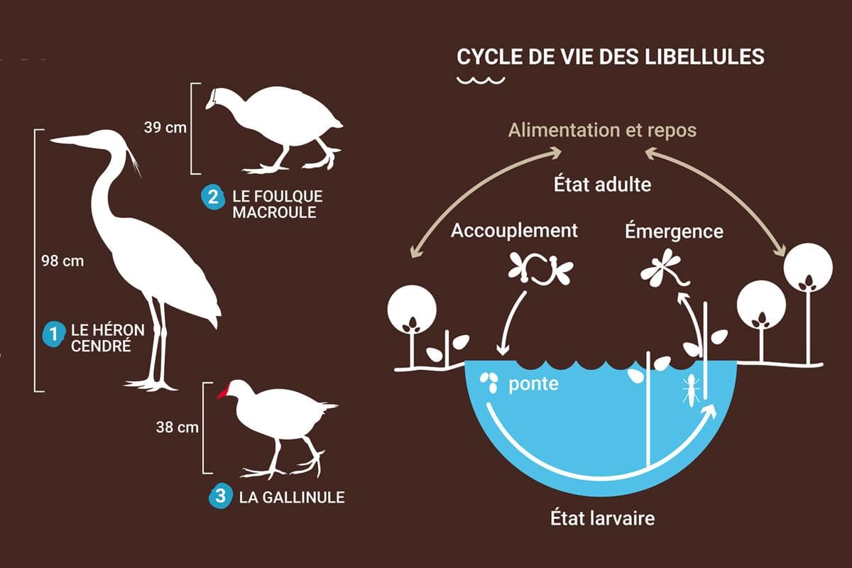 Illustration didactique Étang du Mouchet